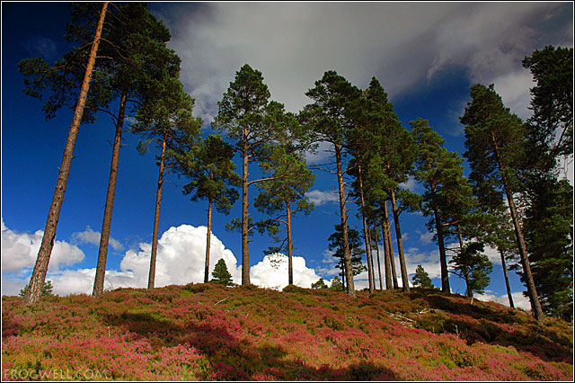 Braemar Scots Pine.jpg
